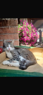 Pisica spre adoptie foto