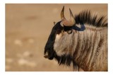Tablou Canvas, "Gnu &icirc;n lumina dimineții africane", Nu pot să identific sau să clasific animale din imagini., 39 x 26 cm, CMCLASS