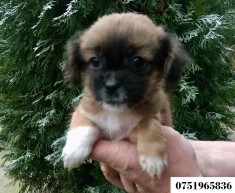 Vand pui Pechinez foto