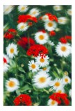 Tablou Canvas, "Dansul florilor &icirc;n v&acirc;ntul bl&acirc;nd", Flori, Roșii, Albe, Petale, Estompare, Viu, Contrast, Natură, Verdant, Dinamic, Colorat, &Icirc;nfloresc,