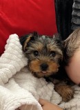 Yorkshire terrier 9 saptamani
