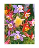 Radacini Aquilegia Mckana Hybrids, Caldarușe, I