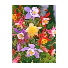 Radacini Aquilegia Mckana Hybrids, Caldarușe, I