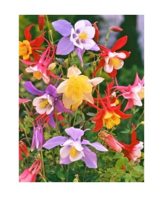 Radacini Aquilegia Mckana Hybrids, Caldarușe, I foto