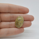 Cabochon coral fosilic 24x17x7mm c21