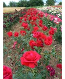 Trandafiri Urcători Roșii, Rădăcină Nudă - Parfum Pasional, Decor Gradină Spectaculos, Ușor de Plantat