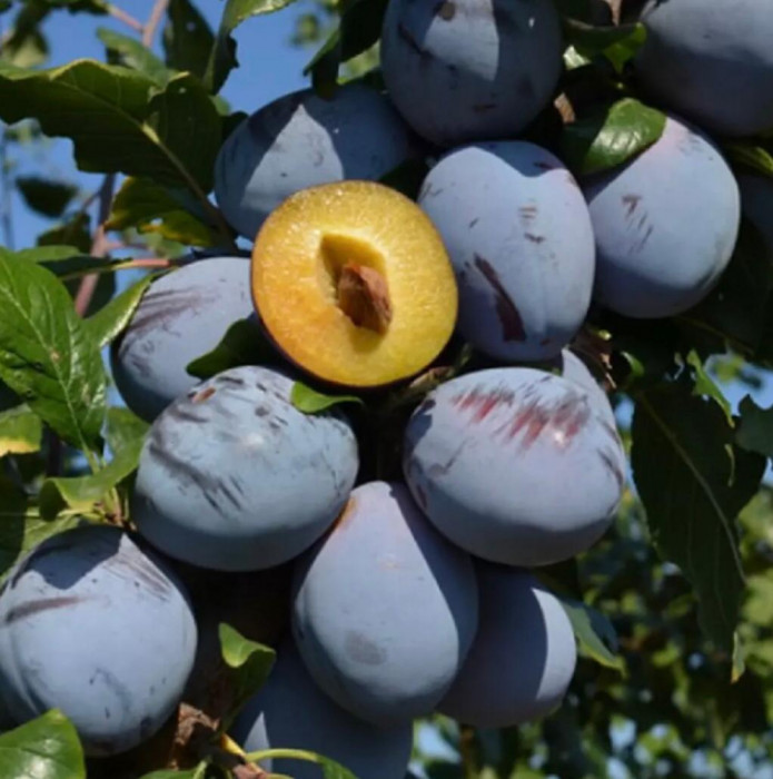 V&acirc;nd rachiu (țuică) de prune