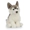 Catelus de plus Husky