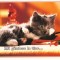 CPIB 16361 CARTE POSTALA - &quot;MA GANDESC LA TINE&quot; PISOI