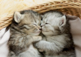 Puzzle - Sweet Kittens | Educa