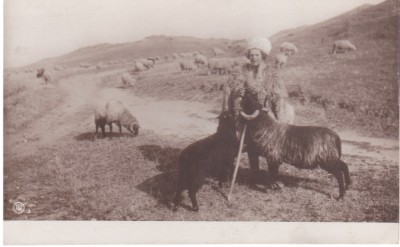 AMS % - ILUSTRATA CIOBAN CU OILE - NECIRCULATA foto