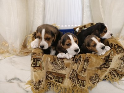 Pui de Beagle Tricolor foto