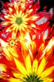 Covor Modern Kolibri Flower - 120x170, Multicolor