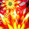 Covor Modern Kolibri Flower - 120x170, Multicolor