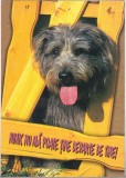 Bnk cp Felicitare - Nimic nu ma poate tine departe de tine ! - catel