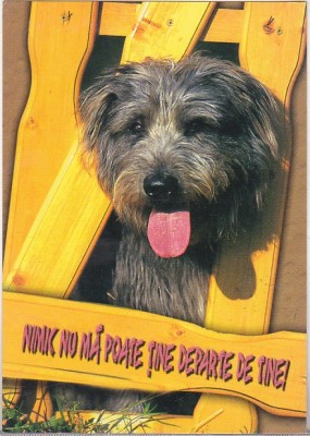 bnk cp Felicitare - Nimic nu ma poate tine departe de tine ! - catel foto