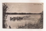 RF122 - Carte Postala - Pelicani in Delta Dunarii, necirculata