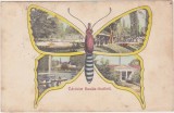 Carte postala veche Buzias &ndash; Buzi&aacute;sf&uuml;rdő, forma fluture, circulata, sec. XX