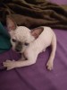 Pui Pisica Sfinx (Sphynx) Generatia 3, Crescut in Familie, Baieti si Fetite Disponibili