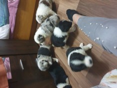 Catei Border Collie foto