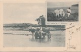 1917 Romania - Ilustrata cu vigneta rara Imagini din Tescani, Taran la arat