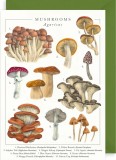 Felicitare Mushrooms | The Art File