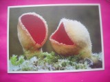 HOPCT 10917 URECHEA BABEI-SARCOSCYPHA COCCINEA-CIUPERCI -EUROPA -NECIRCULATA