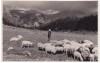 AMS % - ILUSTRATA BUCEGI - IN VALEA IALOMITEI, CIOBAN CU OILE - NECIRCULATA, Fotografie
