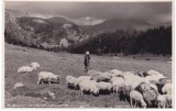 AMS % - MUNTII APUSENI , CASA DE TURISTI DETUNATA, STANCILE, 1932 - NECIRCULATA