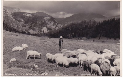 AMS % - ILUSTRATA BUCEGI - IN VALEA IALOMITEI, CIOBAN CU OILE - NECIRCULATA foto