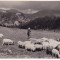 AMS % - ILUSTRATA BUCEGI - IN VALEA IALOMITEI, CIOBAN CU OILE - NECIRCULATA