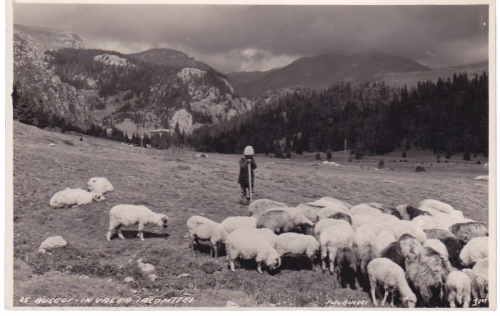 AMS % - ILUSTRATA BUCEGI - IN VALEA IALOMITEI, CIOBAN CU OILE - NECIRCULATA