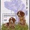 Guinea 1996 - Caini, colita neuzata