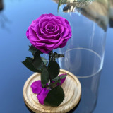 Cumpara ieftin Trandafir Criogenat mov_2 &Oslash;9,5cm in cupola de sticla 12x25cm