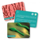 Bacterii si virusuri |