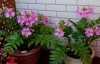 INCARVILLEA DELAVARYI - 4 seminte pentru semanat