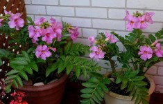INCARVILLEA DELAVARYI - 4 seminte pentru semanat