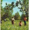 CPIB 16097 CARTE POSTALA - FAGARAS VAD. POIANA NARCISELOR
