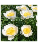 Bujor Rizom 2/3 muguri Paeonia Jan van Leeuwen, alb-galben, 60cm, 5-6