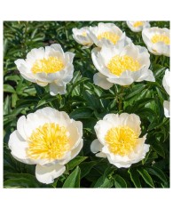 Bujor Rizom 2/3 muguri Paeonia Jan van Leeuwen, alb-galben, 60cm, 5-6