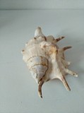 ** Scoica marina / Ghioc / cochilie, pt decor sau ghicit, 12x9x6cm