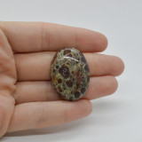 Cabochon jasp asteroid 33x24x8mm c56