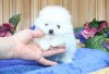 Pomeranian-Alb
