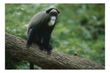 Tablou Canvas, "Maimuța contemplativă pe trunchiul gros", Scamper, Primate, Dense, Fur, Watchful, Perched, Branch, Lush, Verdant, Habitat, 39 x 26 cm,