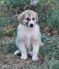 Ciobanesc Carpatin, Top Dog