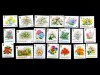 GUERSNEY 1992-1993-FLORI-Doua serii de cate 10 timbre nestampilate MNH, Nestampilat