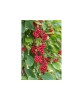 Schisandra Chinensis Sadova no1, Ghiveci C2, E, Oem