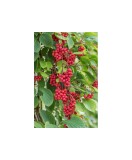 Schisandra Chinensis Sadova no1, Ghiveci C2, E