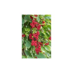 Schisandra Chinensis Sadova no1, Ghiveci C2, E