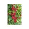 Schisandra Chinensis Sadova no1, Ghiveci C2, E